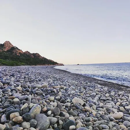 New Coccorrocci *