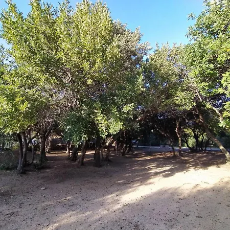 New Coccorrocci *
