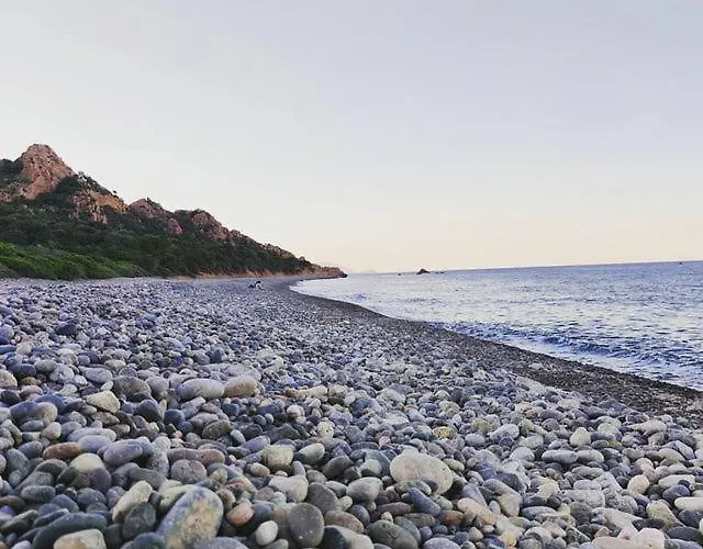 New Coccorrocci *